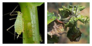 Aphid Collage