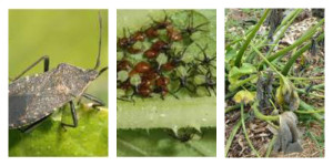 Squash Bug Collage