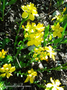 Yellow Flower Mystery 1