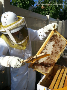 Brushing Bees off Frames 2