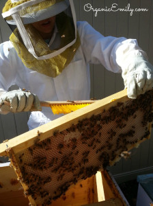 Brushing Bees off Frames
