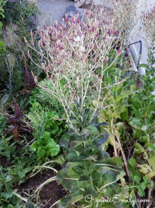Head of Lettuce Flowering and Going to Seed