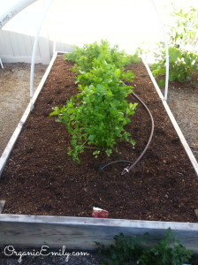 Prepred Garden Bed 2