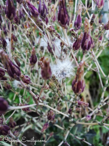 Seeds in Fuzzy Flower Head