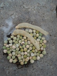 Shelled Sugar Pea Seeds