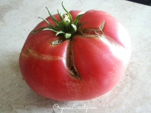 Brandywine tomato