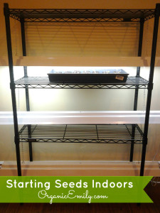 Seed Stand