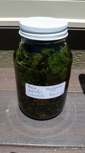 Arnica herb oil 2