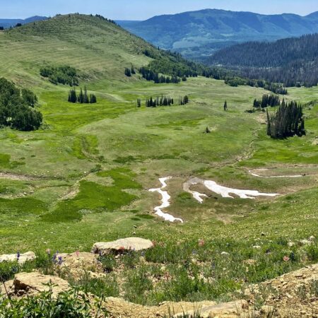 Foraging Herbal Workshop July 19th 2025