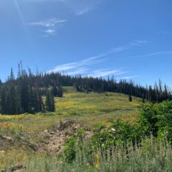 Foraging Herbal Workshop August 2nd 2025
