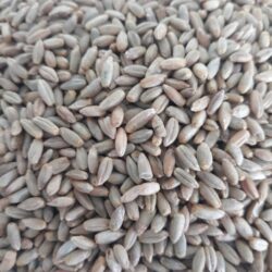 50# bag Organic Rye Berries