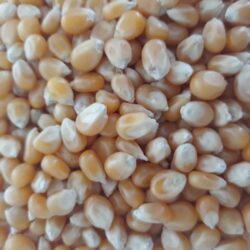 25# bag Yellow Popcorn