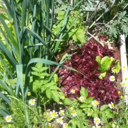 Second Intensive Gardening Workshop - February 10th, 2024