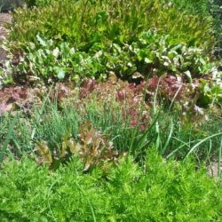 Intensive Gardening Workshop January 27th, 2024